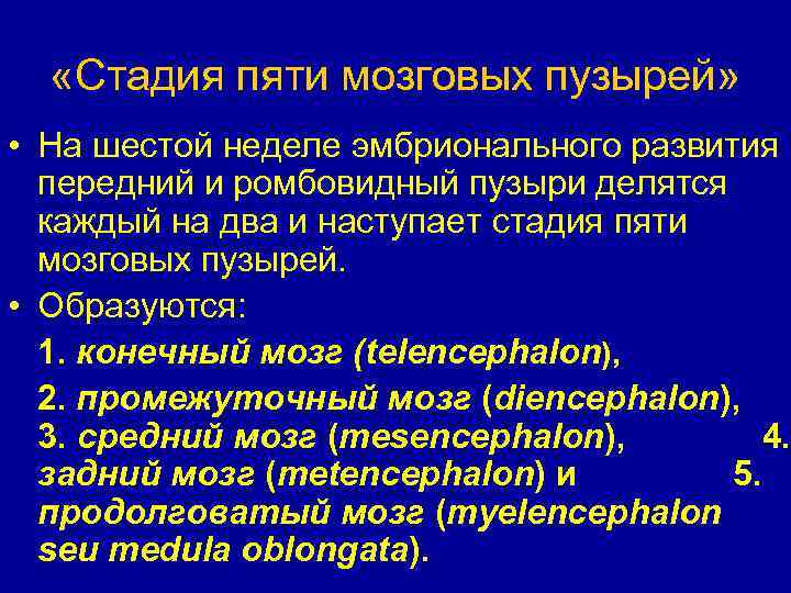  «Стадия пяти мозговых пузырей» • На шестой неделе эмбрионального развития передний и ромбовидный