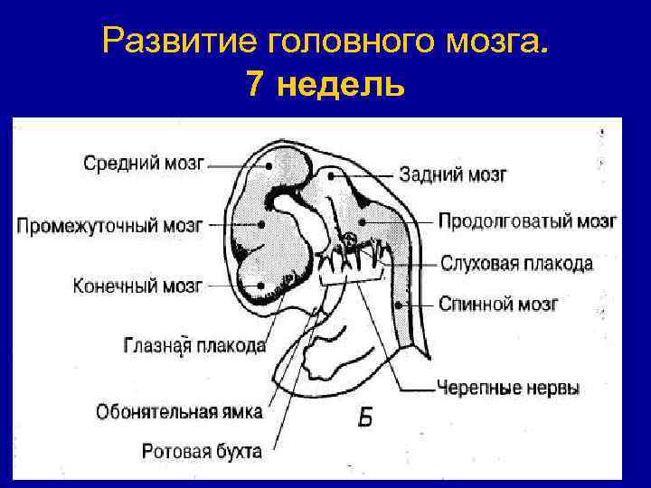 Развитие головного мозга. 7 недель 