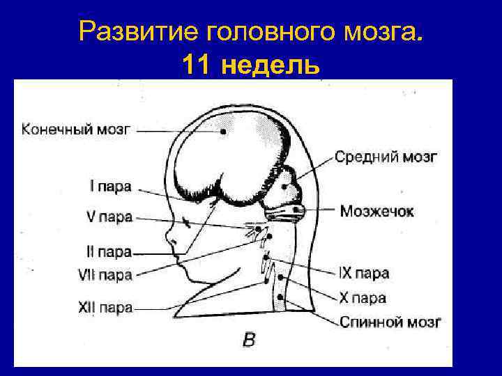 Развитие головного мозга. 11 недель 