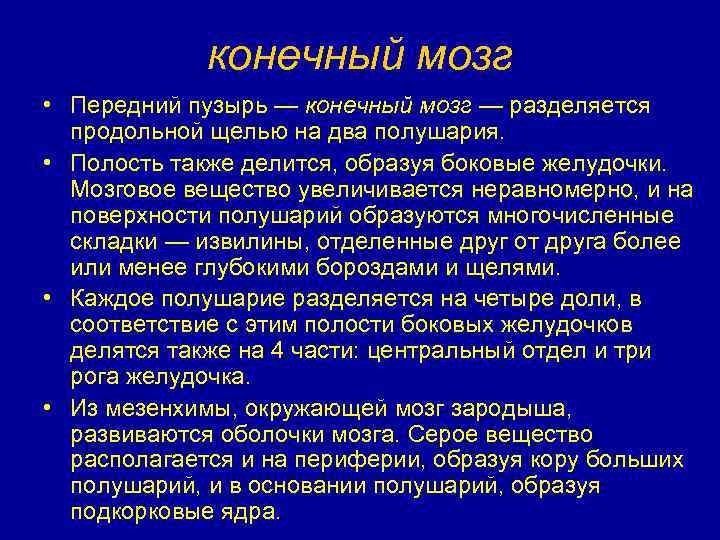 конечный мозг • Передний пузырь — конечный мозг — разделяется продольной щелью на два