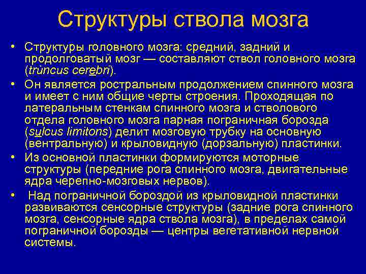 Структуры ствола мозга • Структуры головного мозга: средний, задний и продолговатый мозг — составляют