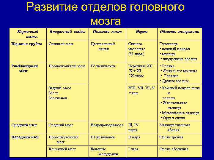 Развитие отделов головного мозга Первичный отдел Вторичный отдел Полости мозга Нервы Области иннервации Нервная