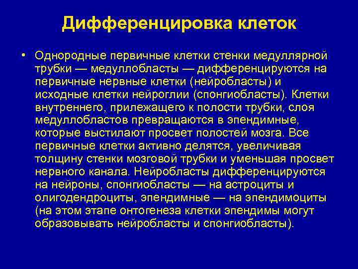 Дифференцировка клеток • Однородные первичные клетки стенки медуллярной трубки — медуллобласты — дифференцируются на
