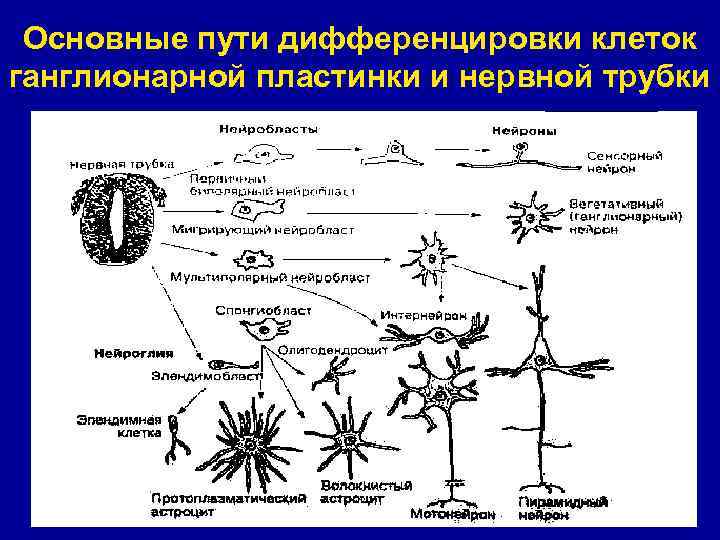 Основные пути дифференцировки клеток ганглионарной пластинки и нервной трубки 