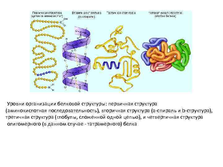 Уровни организации белковой структуры: первичная структура (аминокислотная последовательность), вторичная структура (a-спираль и b-структура), третичная