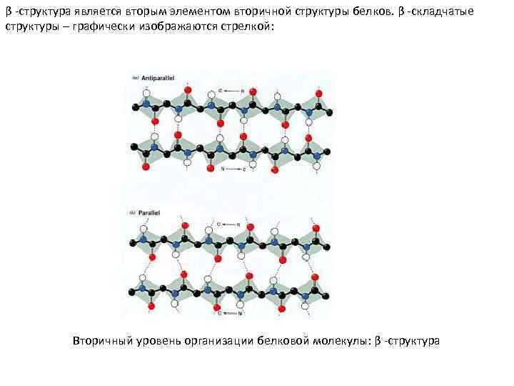 β -структура является вторым элементом вторичной структуры белков. β -складчатые структуры – графически изображаются