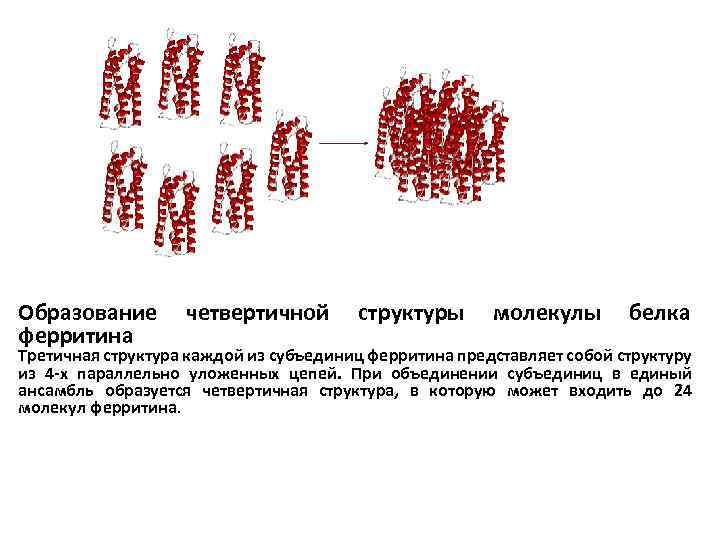 Образование ферритина четвертичной структуры молекулы белка Третичная структура каждой из субъединиц ферритина представляет собой