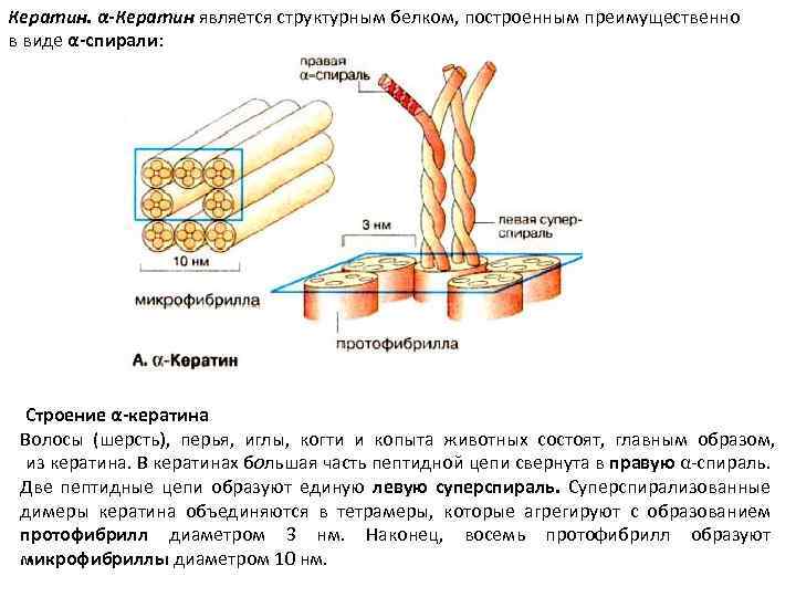 Кератин. α-Кератин является структурным белком, построенным преимущественно в виде α-спирали: Строение α-кератина Волосы (шерсть),