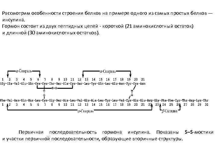 Рассмотрим особенности строения белков на примере одного из самых простых белков — инсулина. Гормон