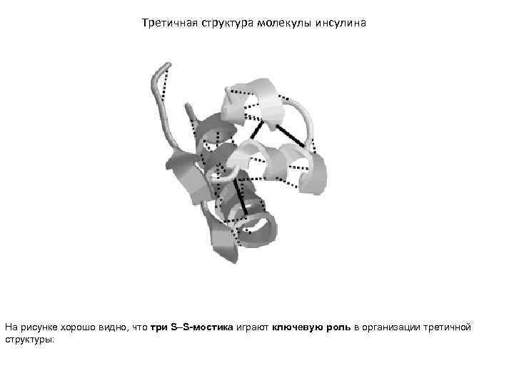 Третичная структура молекулы инсулина На рисунке хорошо видно, что три S–S-мостика играют ключевую роль