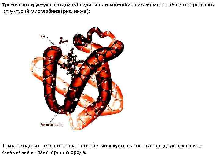 Третичная структура молекулы. Третичная структура миоглобина. Миоглобин состоит из. Структурно-функциональная организация миоглобина. Миоглобин четвертичная структура.