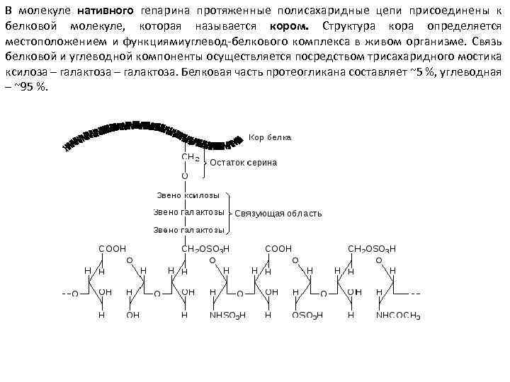 В молекуле нативного гепарина протяженные полисахаридные цепи присоединены к белковой молекуле, которая называется кором.