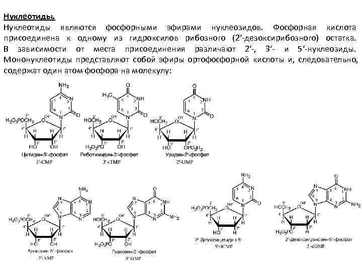 Нуклеотиды являются фосфорными эфирами нуклеозидов. Фосфорная кислота присоединена к одному из гидроксилов рибозного (2′-дезоксирибозного)