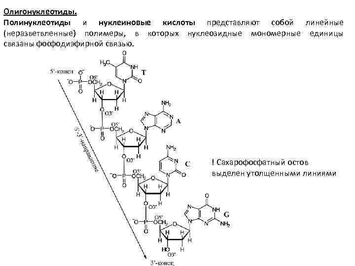 Полинуклеотидная рнк. Олигонуклеотид структурная формула. Полинуклеотид схема. Мономерные звенья нуклеиновых кислот. Строение полинуклеотида.