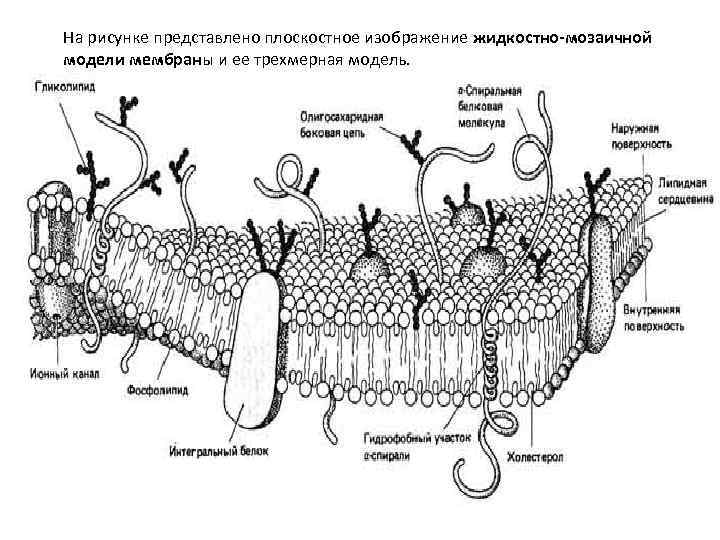 На рисунке представлено плоскостное изображение жидкостно мозаичной модели мембраны и ее трехмерная модель. 
