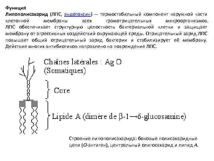 Функция Липополисахарид (ЛПС, эндотоксин) — термостабильный компонент наружной части клеточной мембраны всех грамотрицательных микроорганизмов.