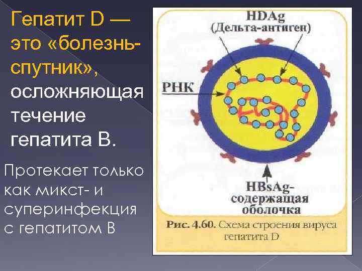 Гепатит D — это «болезньспутник» , осложняющая течение гепатита B. Протекает только как микст