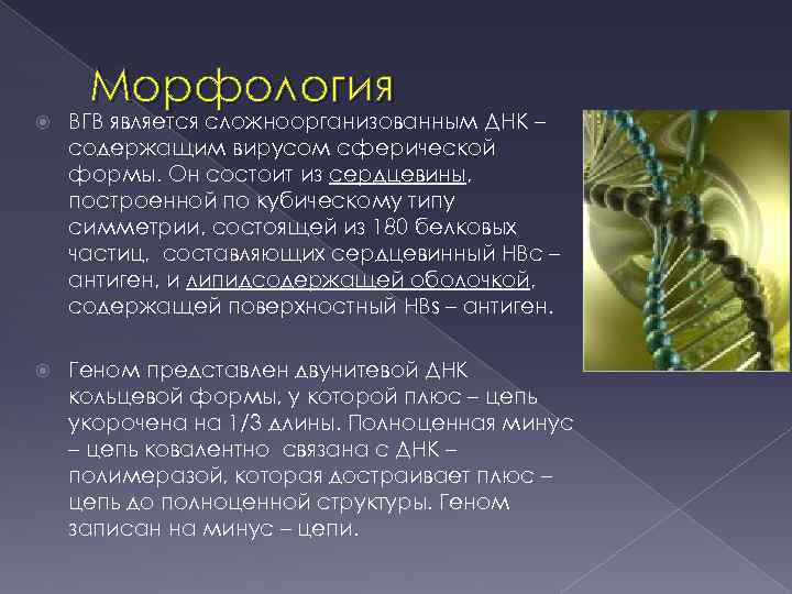 Морфология ВГВ является сложноорганизованным ДНК – содержащим вирусом сферической формы. Он состоит из сердцевины,