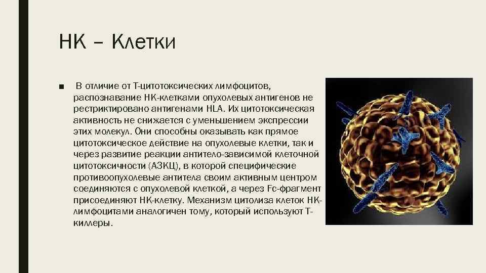 НК – Клетки ■ В отличие от Т-цитотоксических лимфоцитов, распознавание НК-клетками опухолевых антигенов не