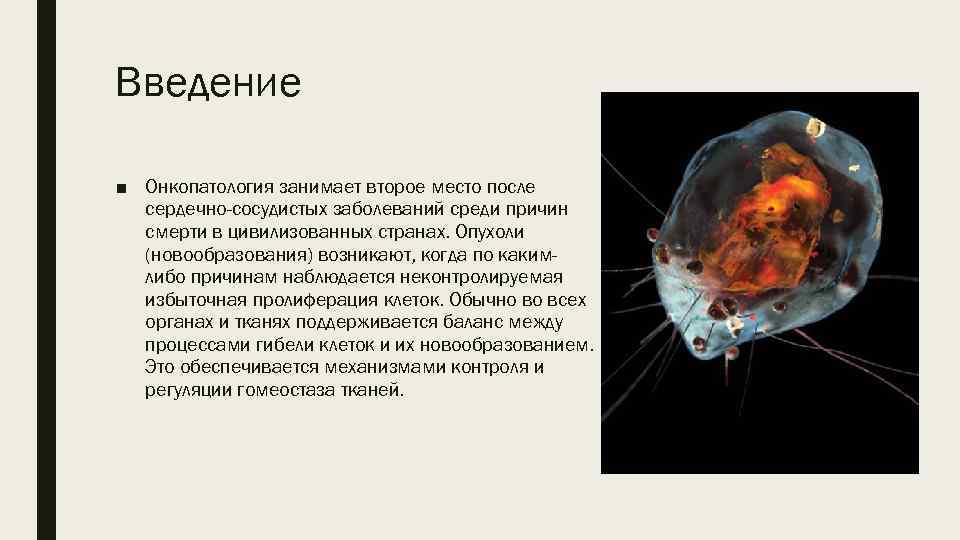 Введение ■ Онкопатология занимает второе место после сердечно-сосудистых заболеваний среди причин смерти в цивилизованных