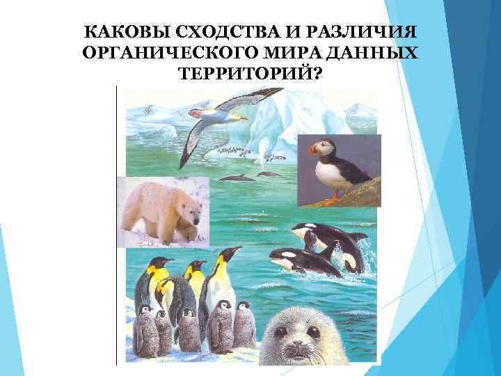 КАКОВЫ СХОДСТВА И РАЗЛИЧИЯ ОРГАНИЧЕСКОГО МИРА ДАННЫХ ТЕРРИТОРИЙ? 
