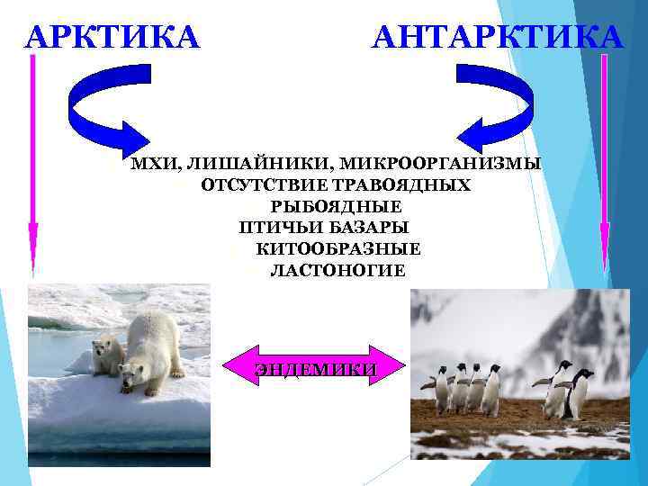 АРКТИКА ² АНТАРКТИКА МХИ, ЛИШАЙНИКИ, МИКРООРГАНИЗМЫ ² ОТСУТСТВИЕ ТРАВОЯДНЫХ ² РЫБОЯДНЫЕ ПТИЧЬИ БАЗАРЫ ²