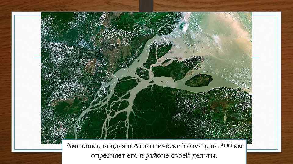 Амазонка, впадая в Атлантический океан, на 300 км опресняет его в районе своей дельты.