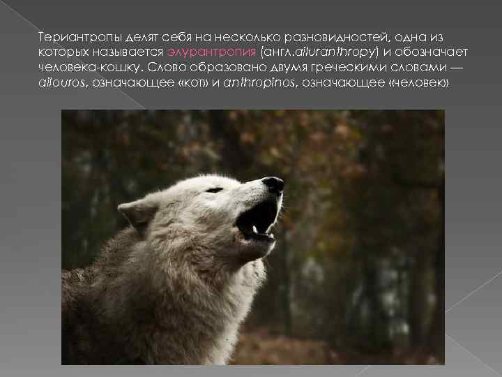 Териантропы делят себя на несколько разновидностей, одна из которых называется элурантропия (англ. ailuranthropy) и