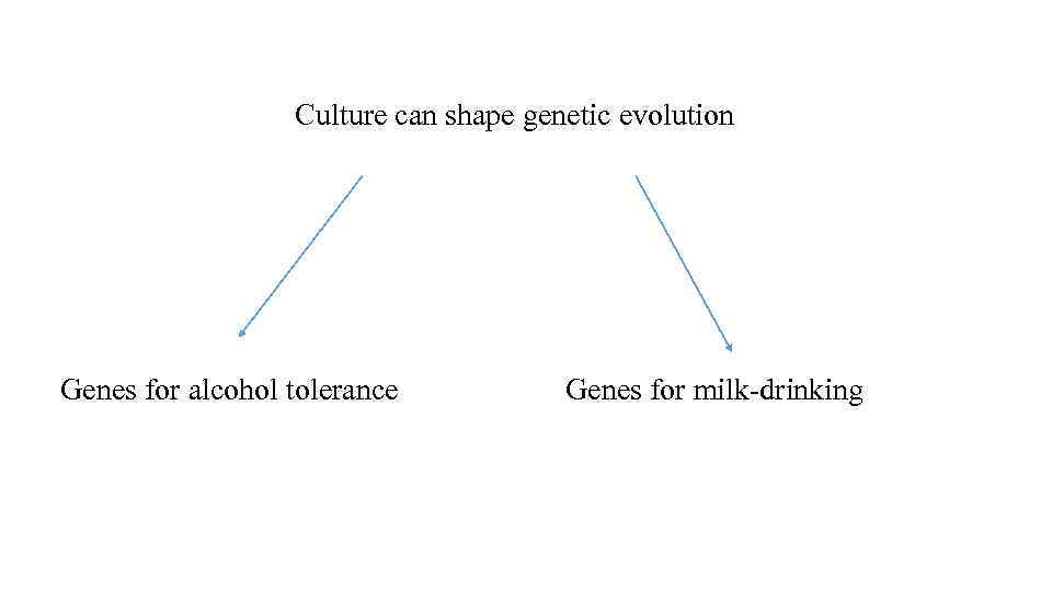 Culture can shape genetic evolution Genes for alcohol tolerance Genes for milk-drinking 