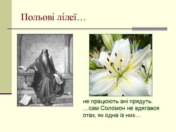 Польові лілеї… не працюють ані прядуть. …сам Соломон не вдягався отак, як одна із