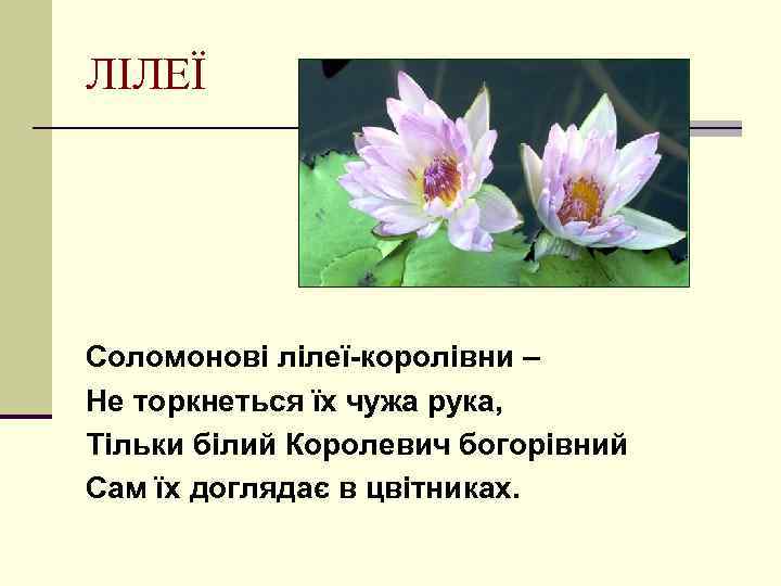ЛІЛЕЇ Соломонові лілеї-королівни – Не торкнеться їх чужа рука, Тільки білий Королевич богорівний Сам