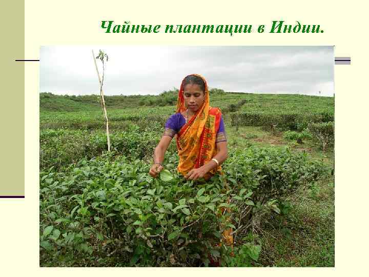 Чайные плантации в Индии. 