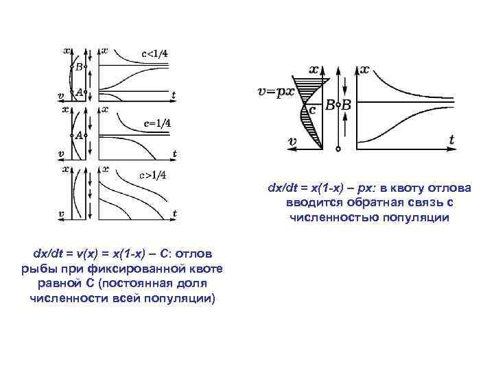 dx/dt = x(1 -x) – px: в квоту отлова вводится обратная связь с численностью