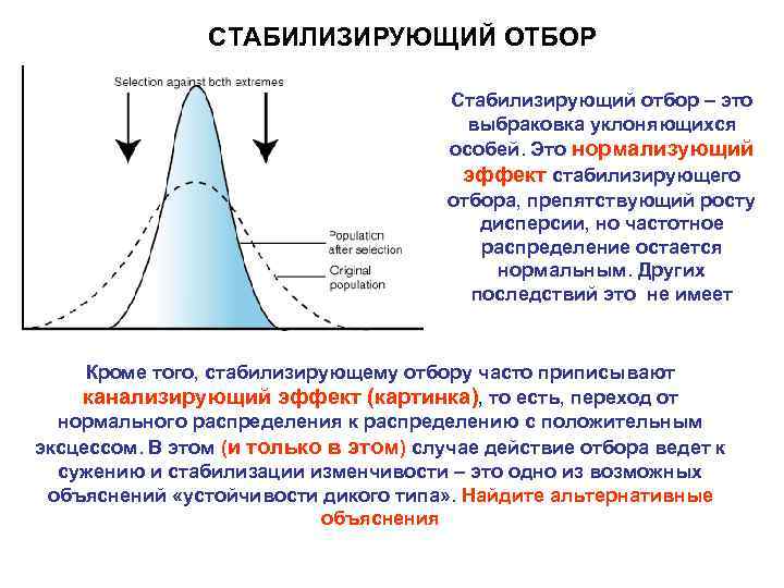 СТАБИЛИЗИРУЮЩИЙ ОТБОР Стабилизирующий отбор – это выбраковка уклоняющихся особей. Это нормализующий эффект стабилизирующего отбора,