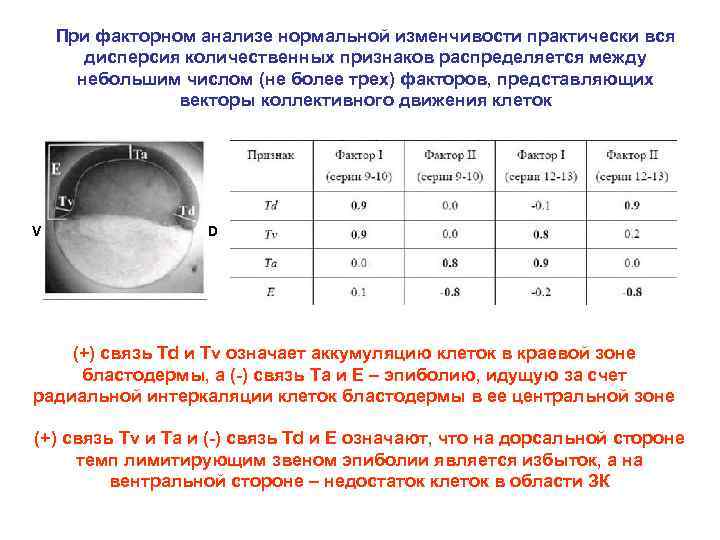 При факторном анализе нормальной изменчивости практически вся дисперсия количественных признаков распределяется между небольшим числом