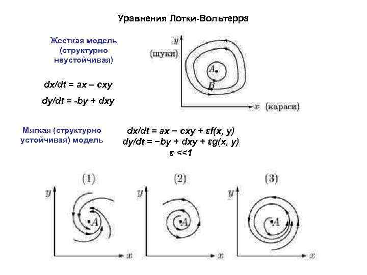 Уравнения Лотки-Вольтерра Жесткая модель (структурно неустойчивая) dx/dt = ax – cxy dy/dt = -by