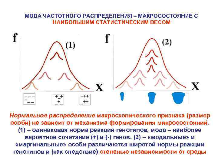 МОДА ЧАСТОТНОГО РАСПРЕДЕЛЕНИЯ – МАКРОСОСТОЯНИЕ С НАИБОЛЬШИМ СТАТИСТИЧЕСКИМ ВЕСОМ Нормальное распределение макроскопического признака (размер