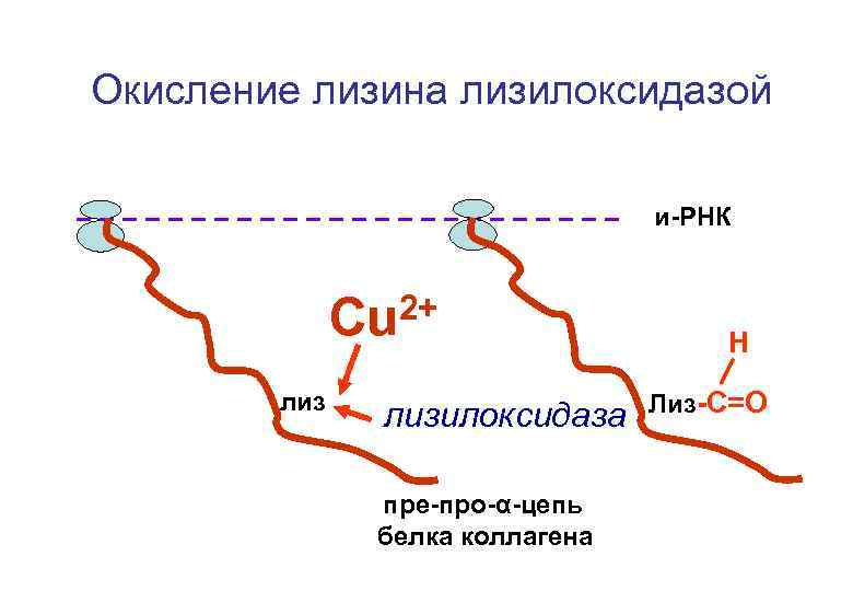 Окисление лизина лизилоксидазой и-РНК 2+ Cu лизилоксидаза пре-про-α-цепь белка коллагена Н Лиз-С=О 