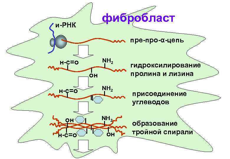 Синтез пре рнк