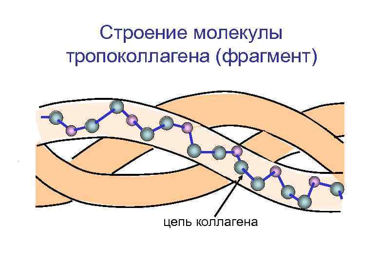 Строение молекулы тропоколлагена (фрагмент) цепь коллагена 