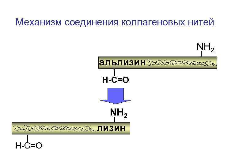 Механизм соединения коллагеновых нитей NH 2 альлизин H-C=O NH 2 лизин H-C=O 