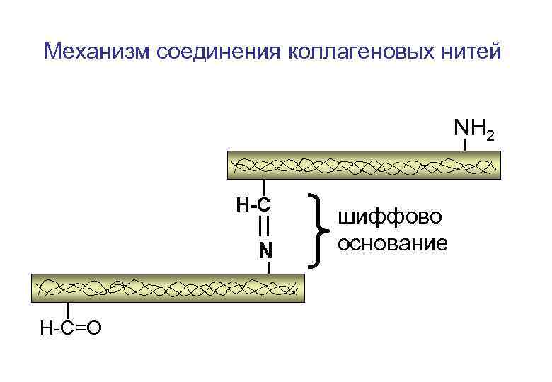 Механизм соединения коллагеновых нитей NH 2 H-C N H-C=O шиффово основание 