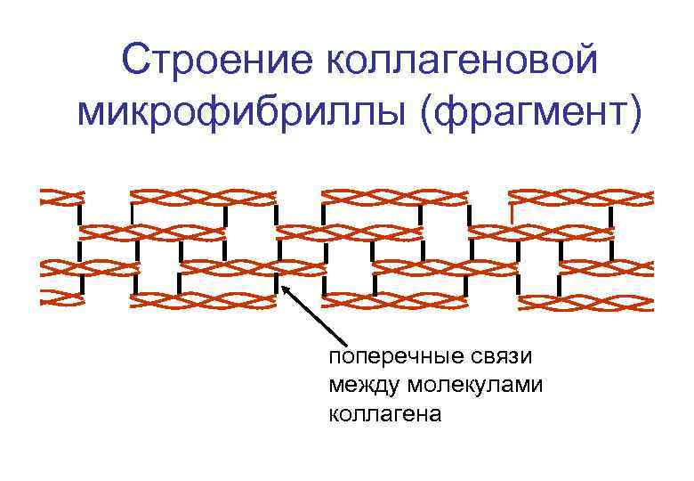 Строение коллагеновой микрофибриллы (фрагмент) поперечные связи между молекулами коллагена 