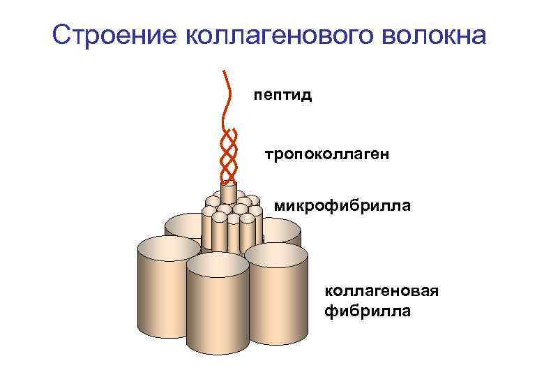 Строение коллагенового волокна пептид тропоколлаген микрофибрилла коллагеновая фибрилла 