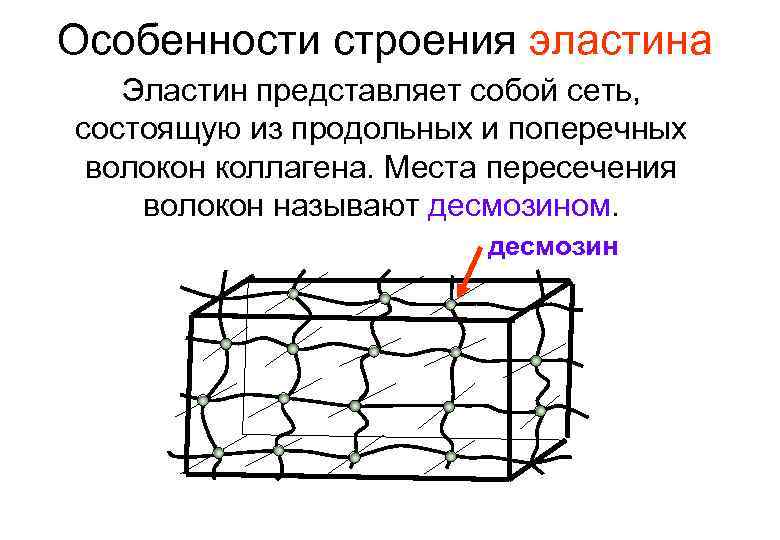 Особенности строения эластина Эластин представляет собой сеть, состоящую из продольных и поперечных волокон коллагена.