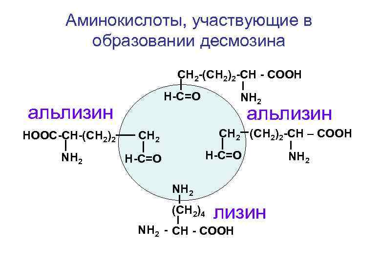 Аминокислоты, участвующие в образовании десмозина СН 2 -(СН 2)2 -СН - СООН Н-С=О альлизин