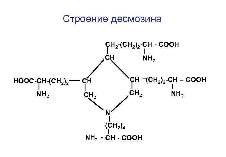 Строение десмозина СН 2 -(СН 2)2 -СН - СООН СН НООС-СН-(СН 2)2 NН 2