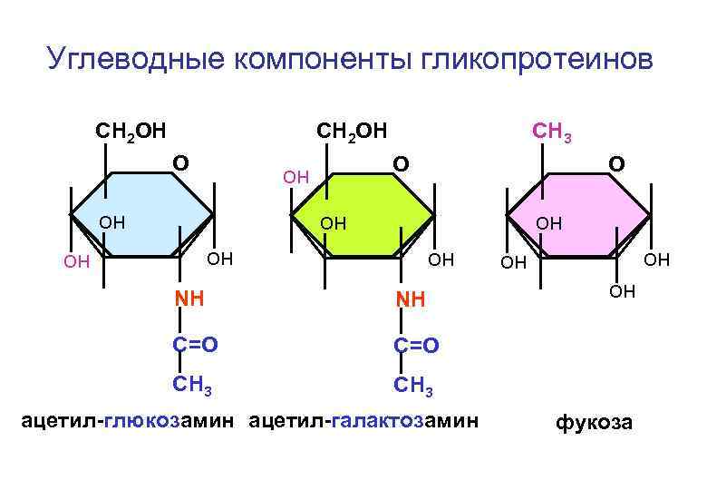 Углеводные компоненты гликопротеинов СH 2 ОН О О он он СH 3 О он