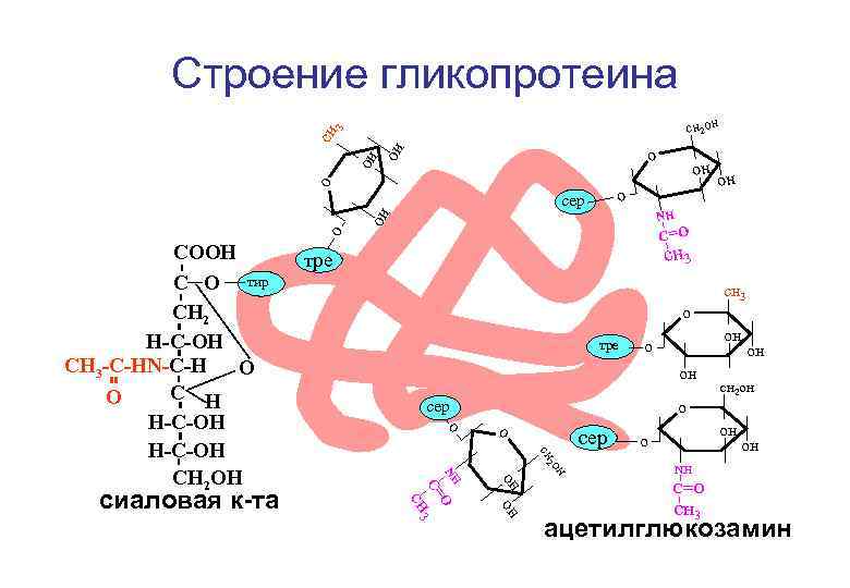 Строение гликопротеина сн 3 сн 2 он он о о о С=О о тре