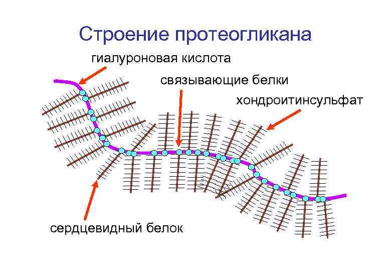 Схема синтеза протеогликанов